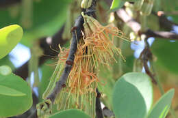 Image of Amyema villiflora (Domin) Barlow