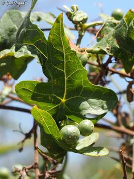 Image of Bryonia syriaca Boiss.