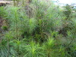 Image of Senecio paniculatus Berg.