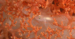 Image of Soft coral ghostgoby