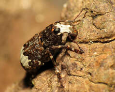 صورة Eurymycter fasciatus (Olivier 1795)