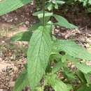 Stachys iltisii J. B. Nelson resmi