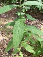 Image of Stachys iltisii J. B. Nelson