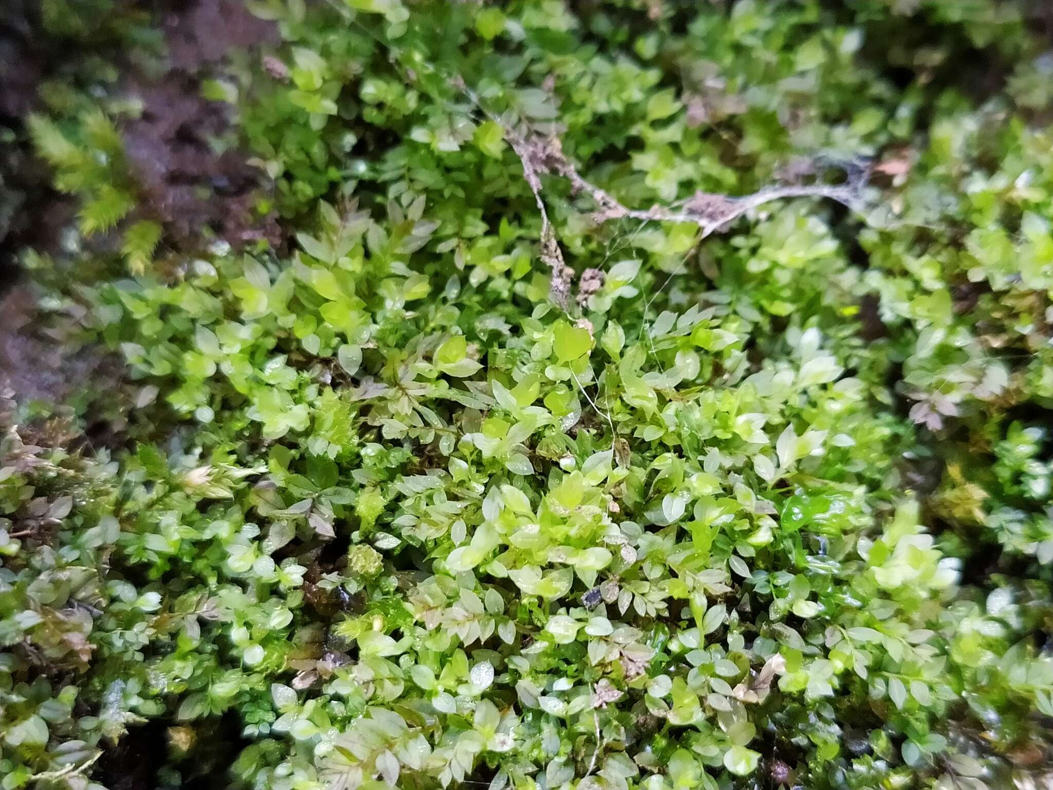 Image of stellar calcareous moss