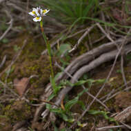 Plancia ëd Moraea fergusoniae L. Bolus