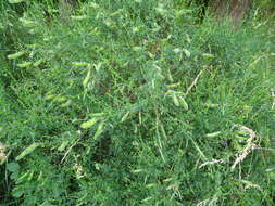 Image of Scotch broom