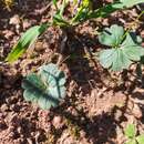 Image of Pelargonium ternifolium P. J. Vorster