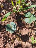 Image of Pelargonium ternifolium P. J. Vorster