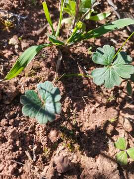 Image of Pelargonium ternifolium P. J. Vorster