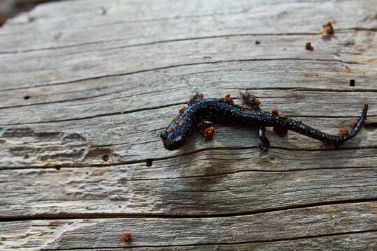 Image of Plethodon grobmani Allen & Neill 1949