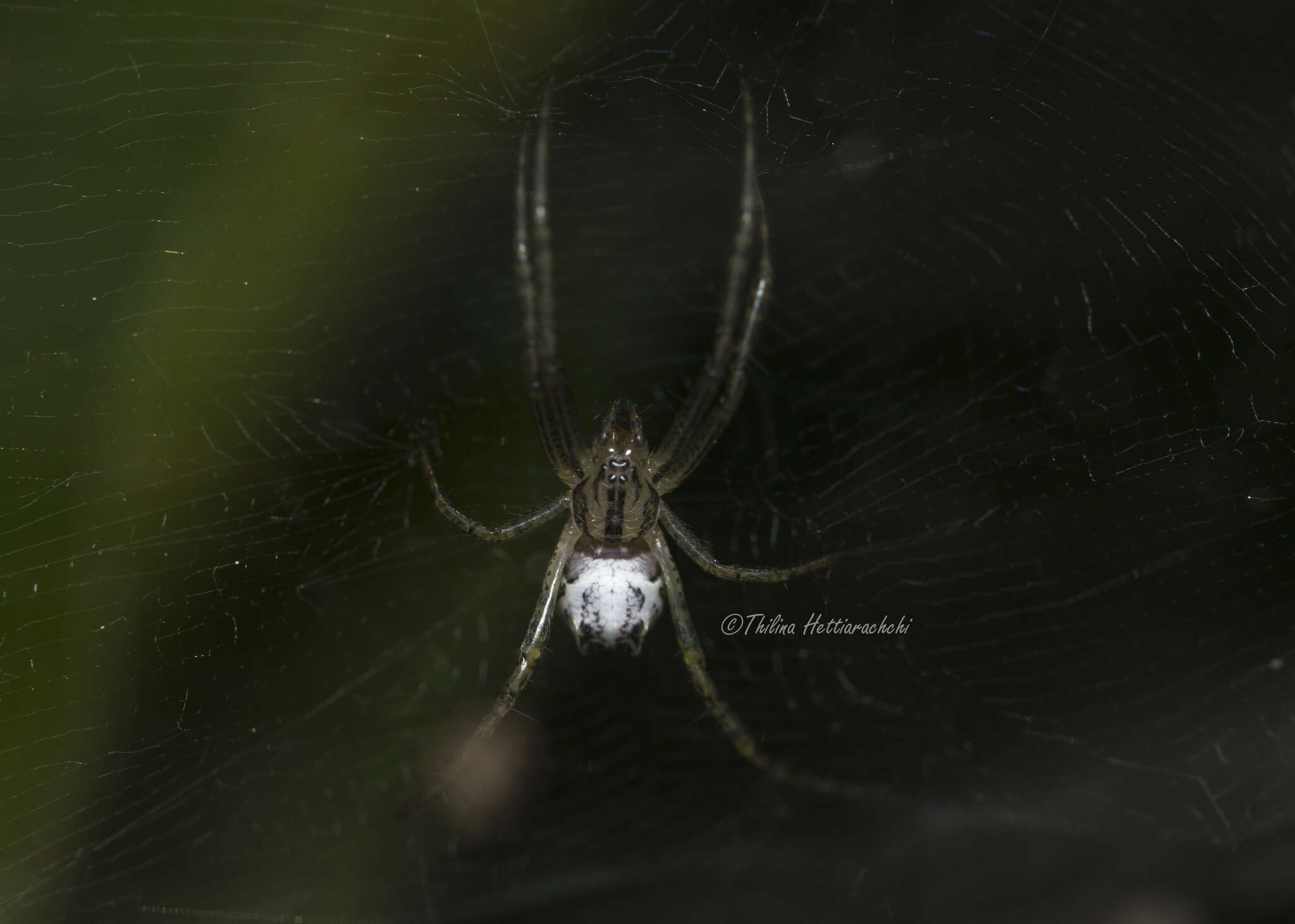 Image of Cyrtophora cicatrosa (Stoliczka 1869)