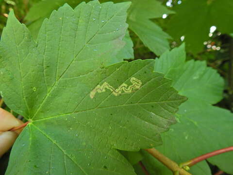 Image of Stigmella speciosa (Frey 1858) Walsingham 1916