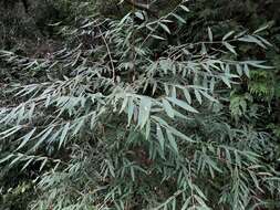 Image of Callicarpa dolichophylla Merr.