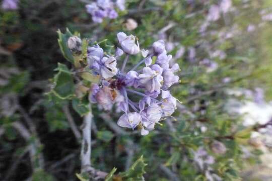 Image of Rincon Ridge ceanothus