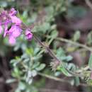 Image of Stachys globosa Epling