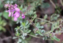 Plancia ëd Stachys globosa Epling