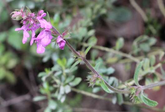 Слика од Stachys globosa Epling