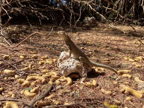 Plancia ëd Microlophus theresioides (Donoso-barros 1966)