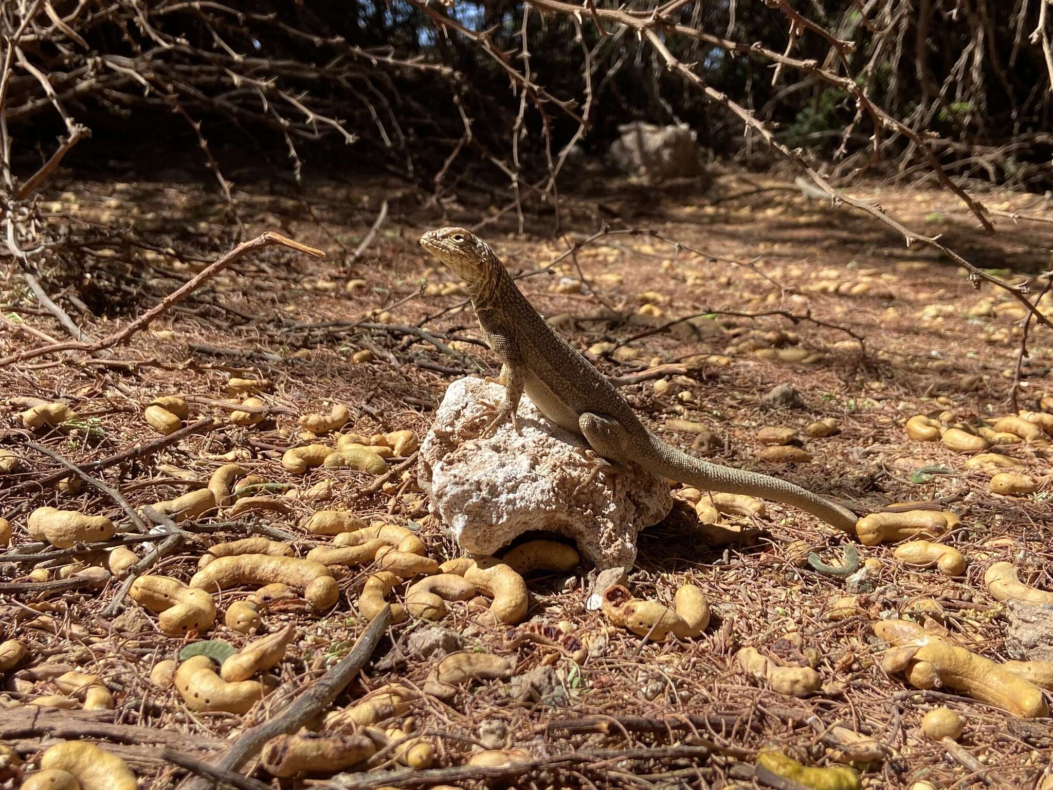 Plancia ëd Microlophus theresioides (Donoso-barros 1966)