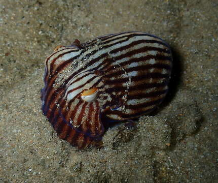 Image of Striped Pyjama Squid