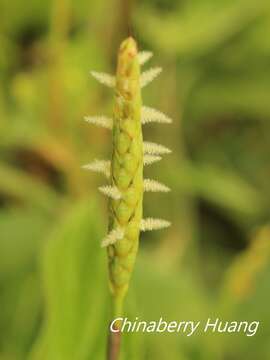 Image of Grass