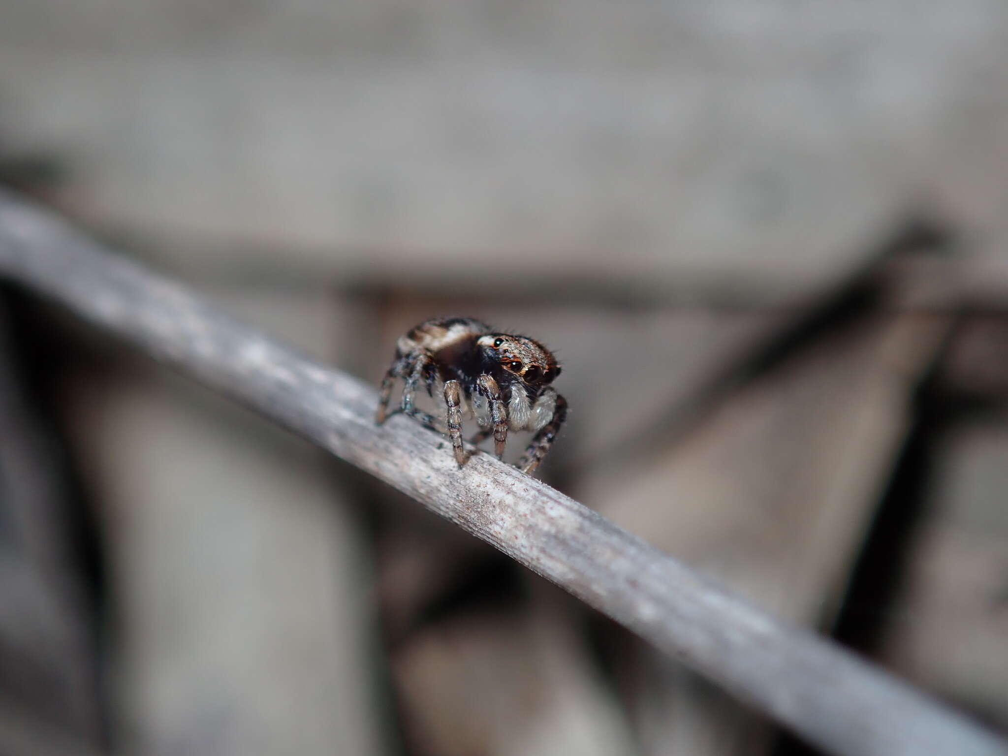 Image of Maratus volans (O. Pickard-Cambridge 1874)