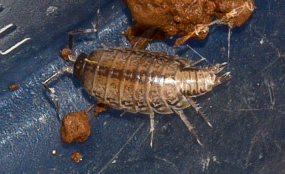 Image of Pillbug