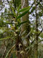 Imagem de Campylocentrum aromaticum Barb. Rodr.