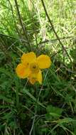 Image of Ranunculus asiaticus