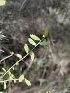 Imagem de Acalypha capillipes Müll. Arg.