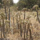 Image of Kalanchoe prolifera