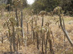 Image of Kalanchoe prolifera