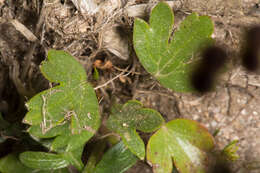 Imagem de Bunium alpinum subsp. corydalinum (DC.) Nyman