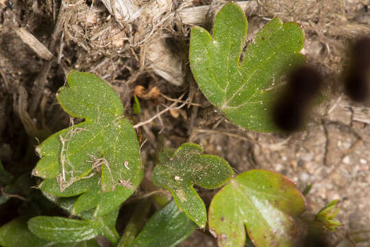 صورة Bunium alpinum Waldst. & Kit.