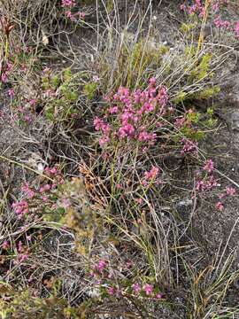 Image of Erica gnaphaloides Thunb.