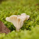 Hygrocybe austropratensis A. M. Young 1999 resmi