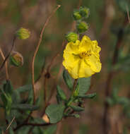 Image of Helianthemum stipulatum (Forsk.) C. Chr.