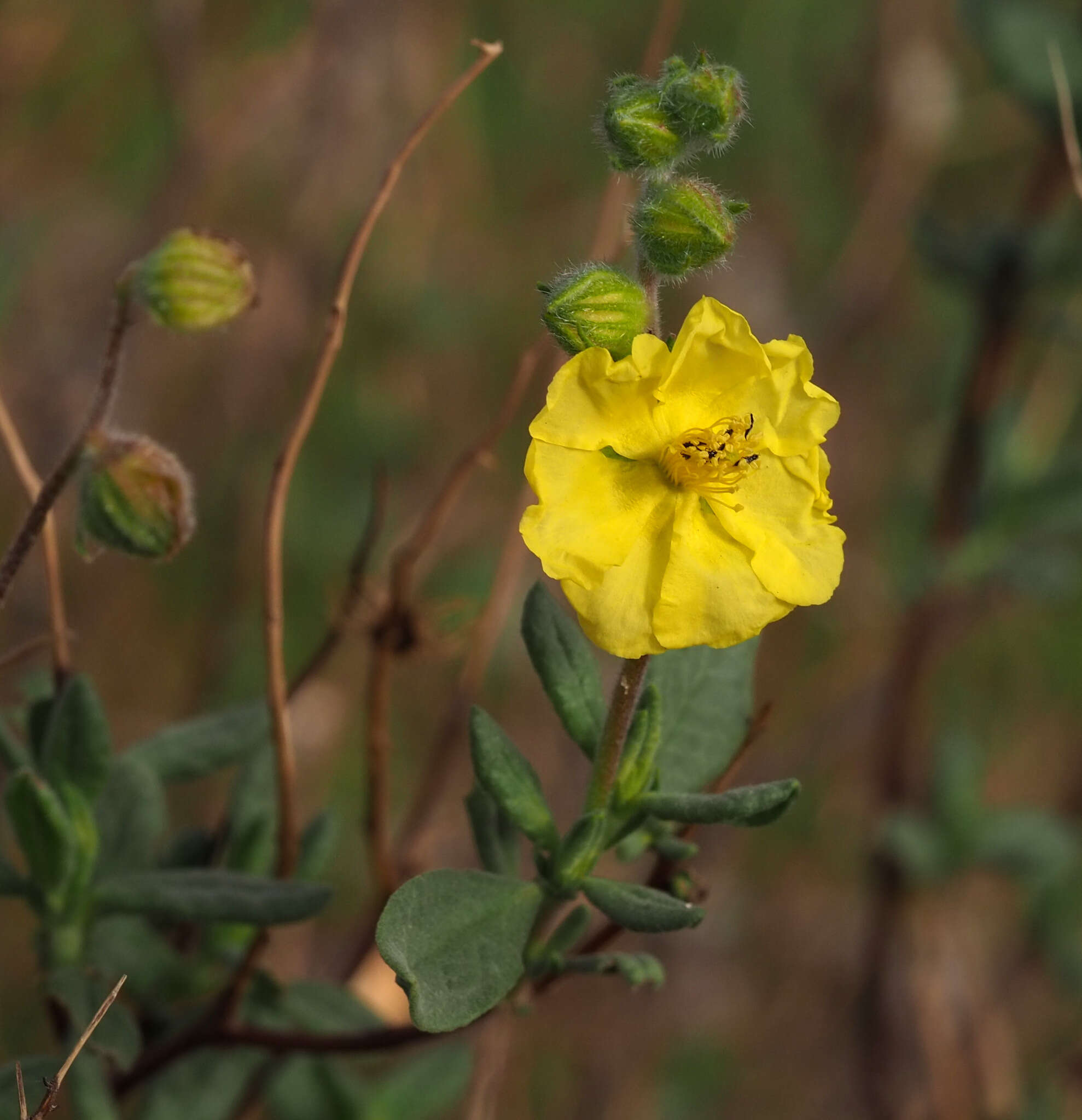 Image of Helianthemum stipulatum (Forsk.) C. Chr.