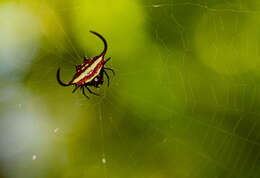 Image of Gasteracantha falcicornis Butler 1873