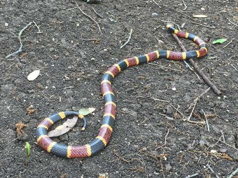 Image of Texas Coral Snake