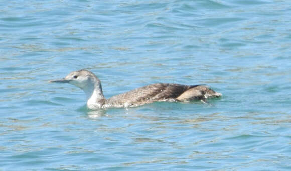 Image of Red-throated Diver