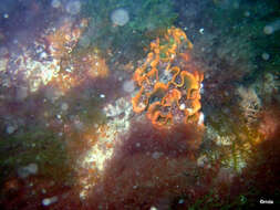 Image of potato crisp bryozoan