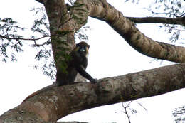 Image of Moustached Guenon