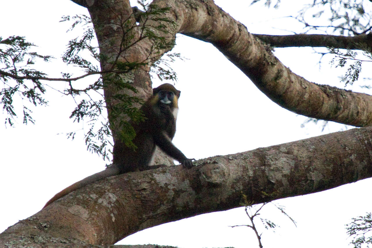 Plancia ëd Cercopithecus cephus (Linnaeus 1758)