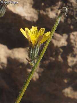 Image of Picris strigosa M. Bieb.