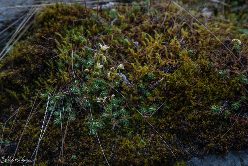 Image of Funston's Saxifrage