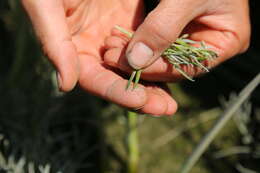 Image of Canadian sandspurry