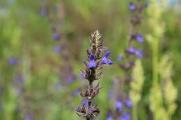 Image of Salvia bogotensis Benth.