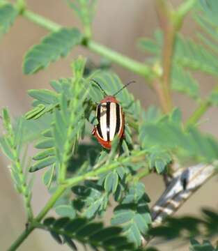 Image of Disonycha leptolineata Blatchley 1917