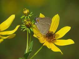 Image of White-M Hairstreak